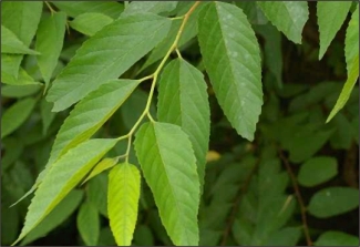 A kelet-�zsiai ostorfa levelei.