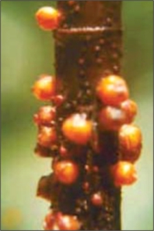 A lak az �l� f�n.