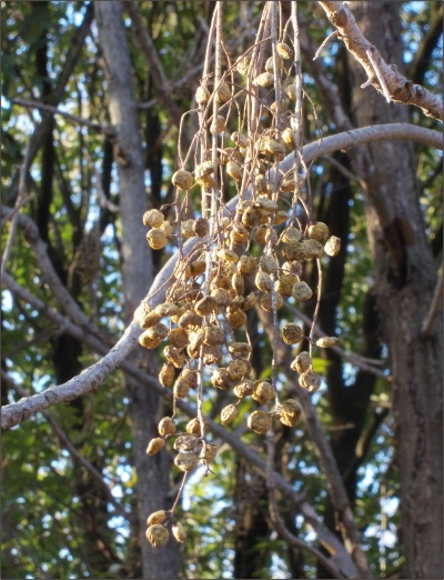 A lakksz�m�rce d�rcs�pte bogy�i. E bogy�kb�l k�sz�l a jap�nviasz.